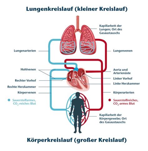 09 Herz Kreislaufsystem Flashcards Quizlet