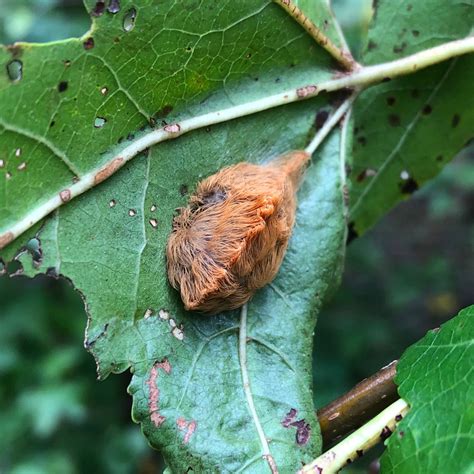 Common Insects In North Carolina