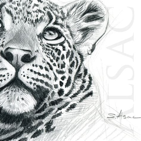 Portrait Of Leopard Drawing By Stephan Alsac French Wildlife Artist