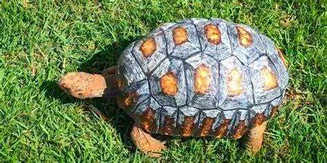 Tortoise Gets The World S First D Printed Shell The Dodo