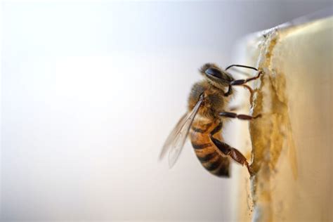 Wie Sie Mit Einer Bienenpatenschaft Aktiv Den Bienen Helfen MyPfadFinder