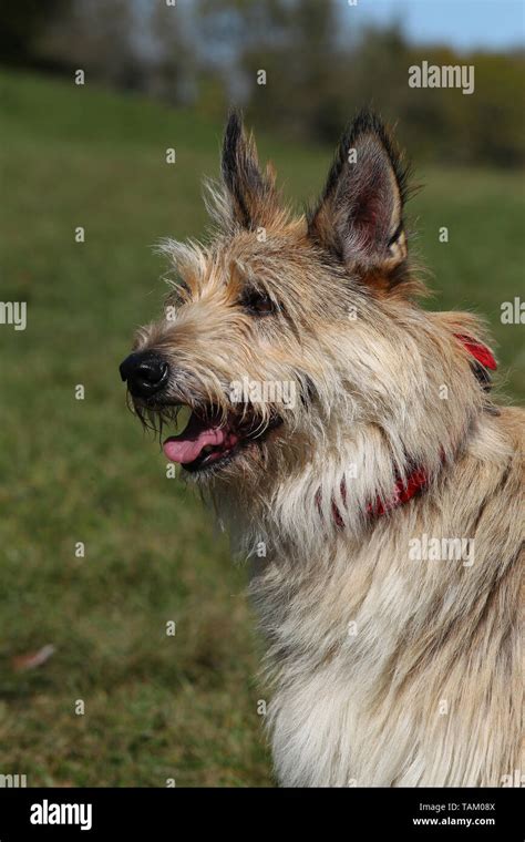 Picardy Shepherd High Resolution Stock Photography And Images Alamy