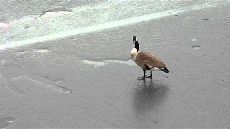 Brombachsee im Winter eine Gans aufs Glatteis führen YouTube