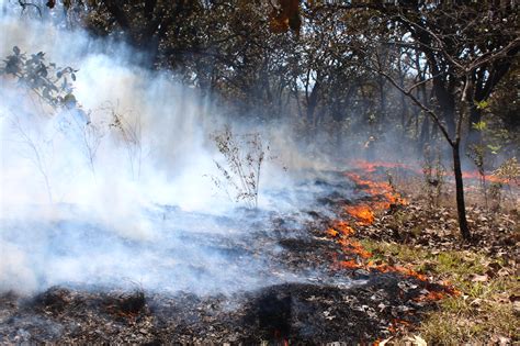 Incendios Forestales Se Intensifican En Abril Y Mayo Conafor