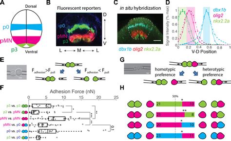 Neural Progenitor Cells Exhibit Homotypic Preference A A Cartoon Download Scientific Diagram