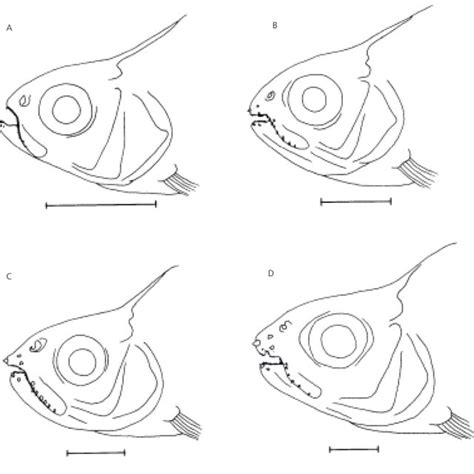 Dental Morphology Of Roeboides Paranensis At Different Sizes A