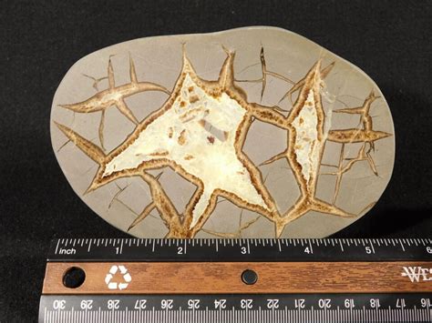 Big Polished SEPTARIAN Nodule Slab With A Lightning Like Pattern Utah