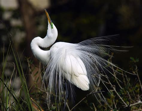 Great White Egret In Mating Plumage Smithsonian Photo Contest