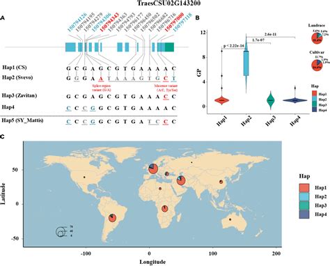 Frontiers Population Genomics And Haplotype Analysis In Bread Wheat