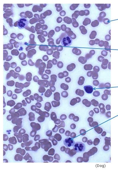 Diagram Of Blood Smear Labelled Quizlet