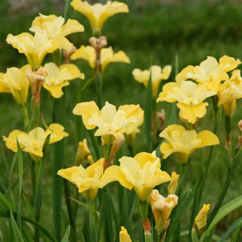 Iris Sibirica Sunfisher Jardins Michel Corbeil