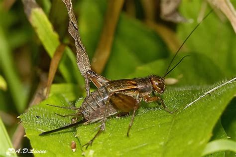 Female Cricket And Egg Allonemobius Fasciatus Bugguidenet