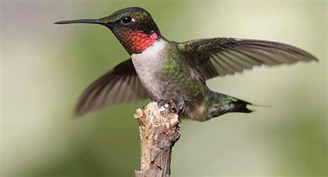 7 Major Hummingbird Species - Sigloxxi