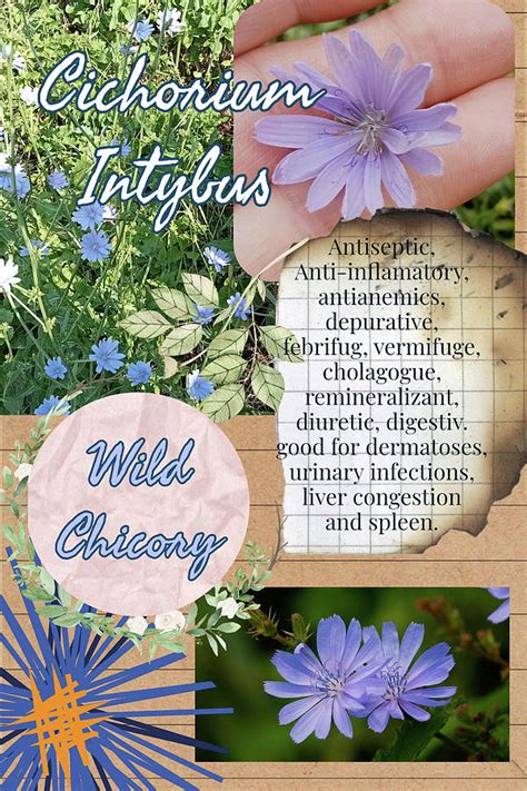 Wild Chicory Benefits Photograph By Ana Naturist Fine Art America