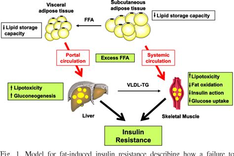 Figure 1 From Metabolic Flexibility And Insulin Resistance Semantic