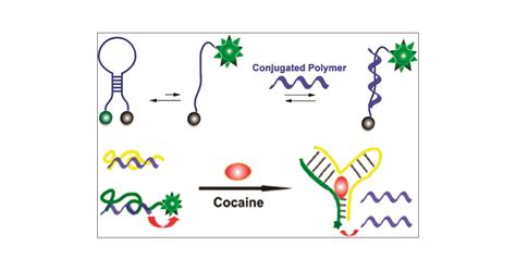 On The Binding Of Cationic Water Soluble Conjugated Polymers To Dna