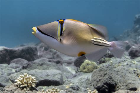 Arabian Picasso Triggerfish Rhinecanthus Assasi For More Flickr