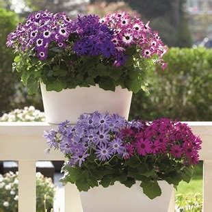 Hardy Petunia Autumn Leaves Pre Planted Container Garden Nurseries