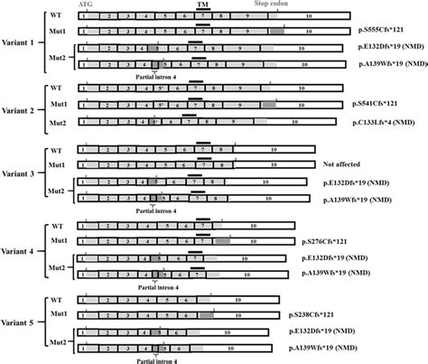 TNFRSF11A Isoforms And The Effect Of Two Mutations C 1664del And