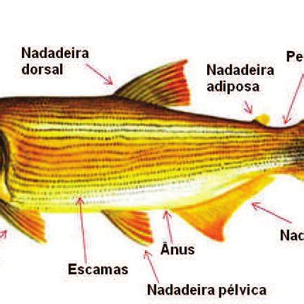 Pdf Sistem Tica Anatomia Fisiologia E Ecologia De Peixes