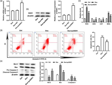 SGK1 Overexpression Alleviated Oxidative Stress And Apoptosis Of