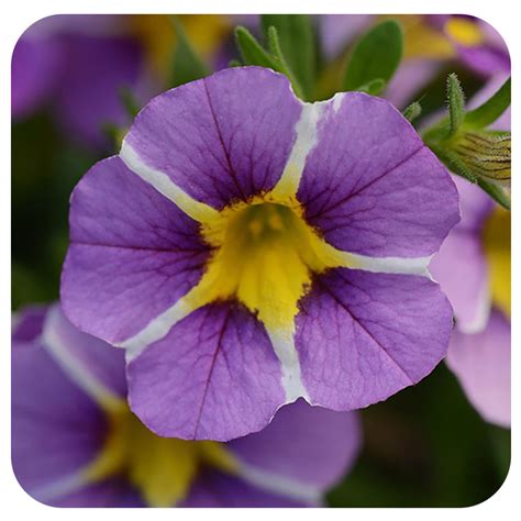 Calibrachoa Mini Petunia Million Bells Davenport Garden Centre