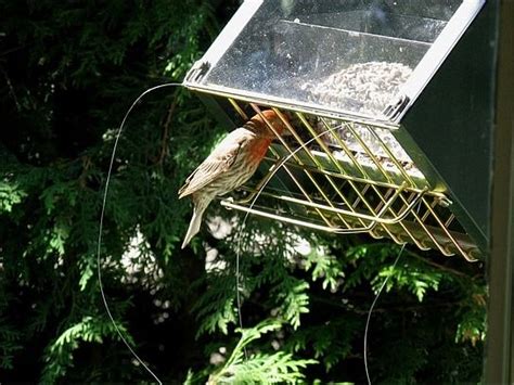 Monofilament Fishing Line Keeps House Sparrows Away From Feeders Photo