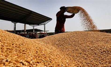 Punjab Estimated To Produce 161 30 Lakh Metric Tons Wheat