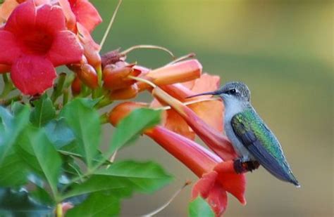 Hummingbird Trumpet Vine | Hummingbirds at Trumpet Vine | Trumpet vine ...