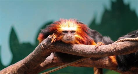 Golden Lion Tamarin Facts, Diet, Habitat, Pictures and All Information