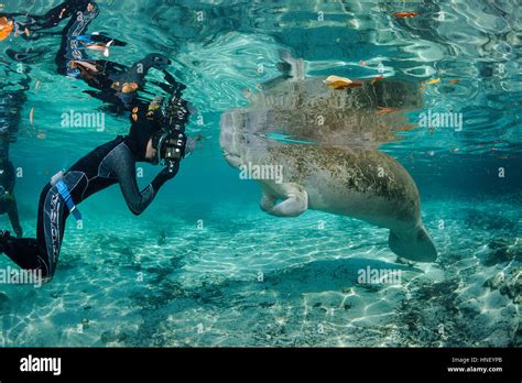 A Photographer Mr Lines Up On An Endangered Florida Manatee