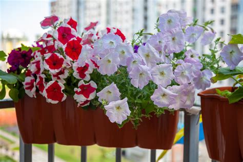 Jakie Kwiaty Na Balkon Osiem Pi Knych Ro Lin S Wytrzyma E I