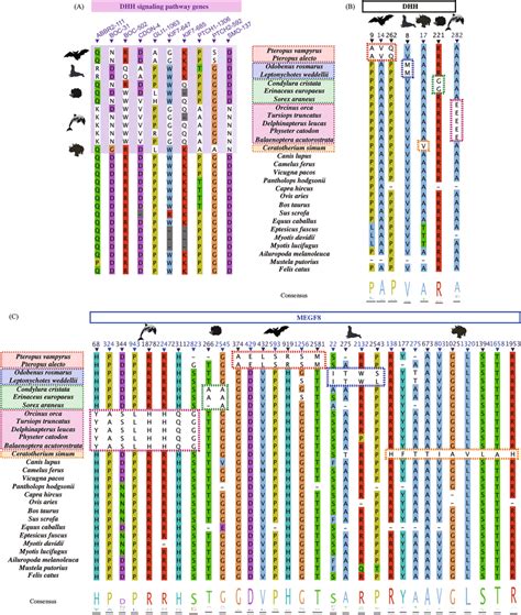 Specific AA Substitutions In DHH Signaling Pathway Genes In Ascrotal