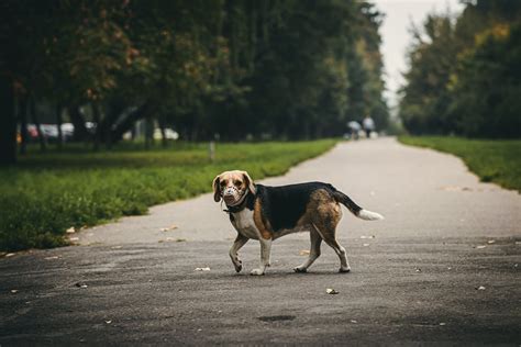 What Is BH In Beagle Training Unveiling The Secrets Of BH In 2023