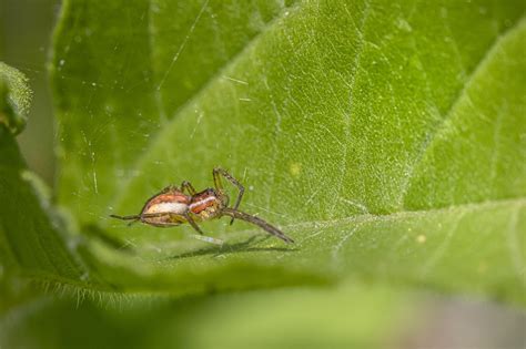 Aranha Aracnídeo Inseto Foto gratuita no Pixabay Pixabay