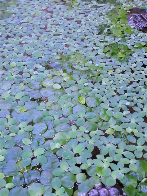 Dwarf Water Lettuce Live Floating Aquarium Plants Pistia Stratiotes