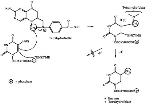 Use of 5-fluorouracil as a transition-state inhibitor 5-Fluorouracil is ...