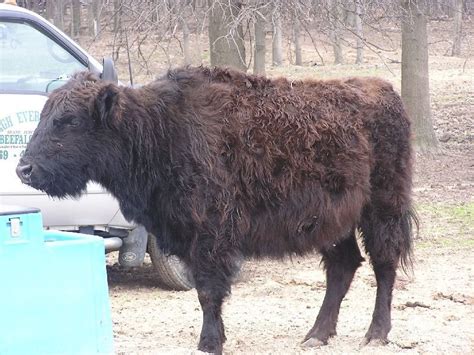 For the Wild-Hearted Souls - Meet the “beefalo” - a hybrid between a ...