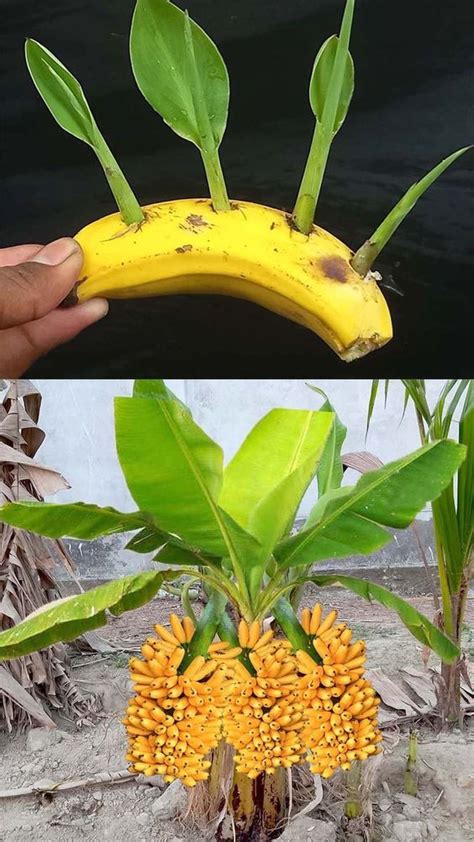 Banana Plant Propagation: Growing from Seeds