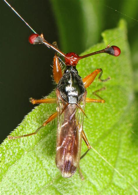 Stalk Eyed Fly Diopsis Species Gorongosa National Park Flickr