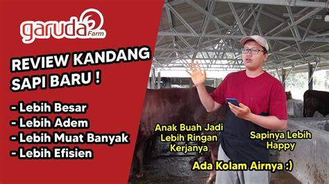 REVIEW KANDANG SAPI BARU GARUDA FARM LEBIH LEGA LEBIH EFISIEN DAN