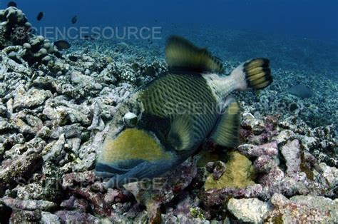 Photograph | Titan Triggerfish | Science Source Images