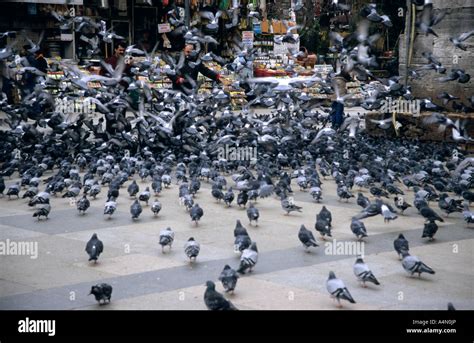 Viele Tauben Auf Einem Platz In Istanbul Türkei Stockfotografie Alamy