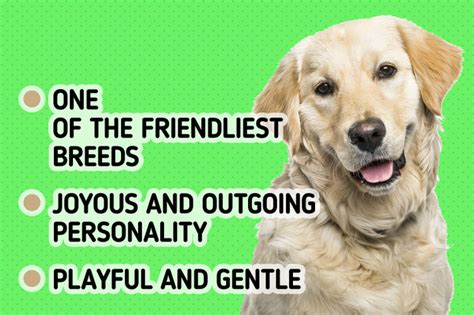 5 Popular Dog Breeds That Are a Faithful Representation of Each of Your ...