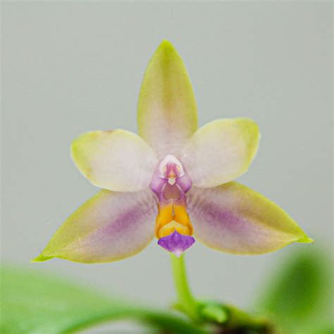 Phalaenopsis Violacea Coerulea Adulta Orquid Rio Colorado