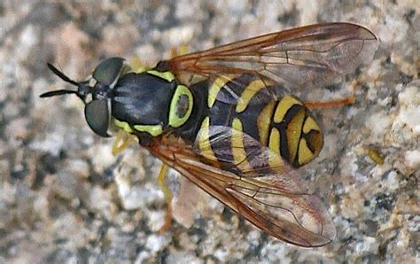 Diptera Info Discussion Forum A Syrphid Species From Bezbog Bulgaria