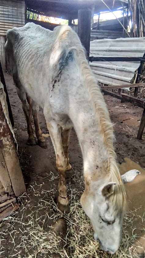 Cavalos em situação de maus tratos são recolhidos ao Canil Municipal