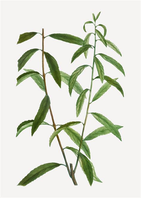 Willow Branch Free Vector Art - (3953 Free Downloads)