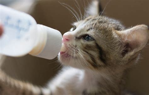 How To Bottle Feed A Kitten Step Guide And Tips 5 Star Bottles