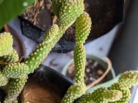 Looks like spider mites? : r/plantclinic